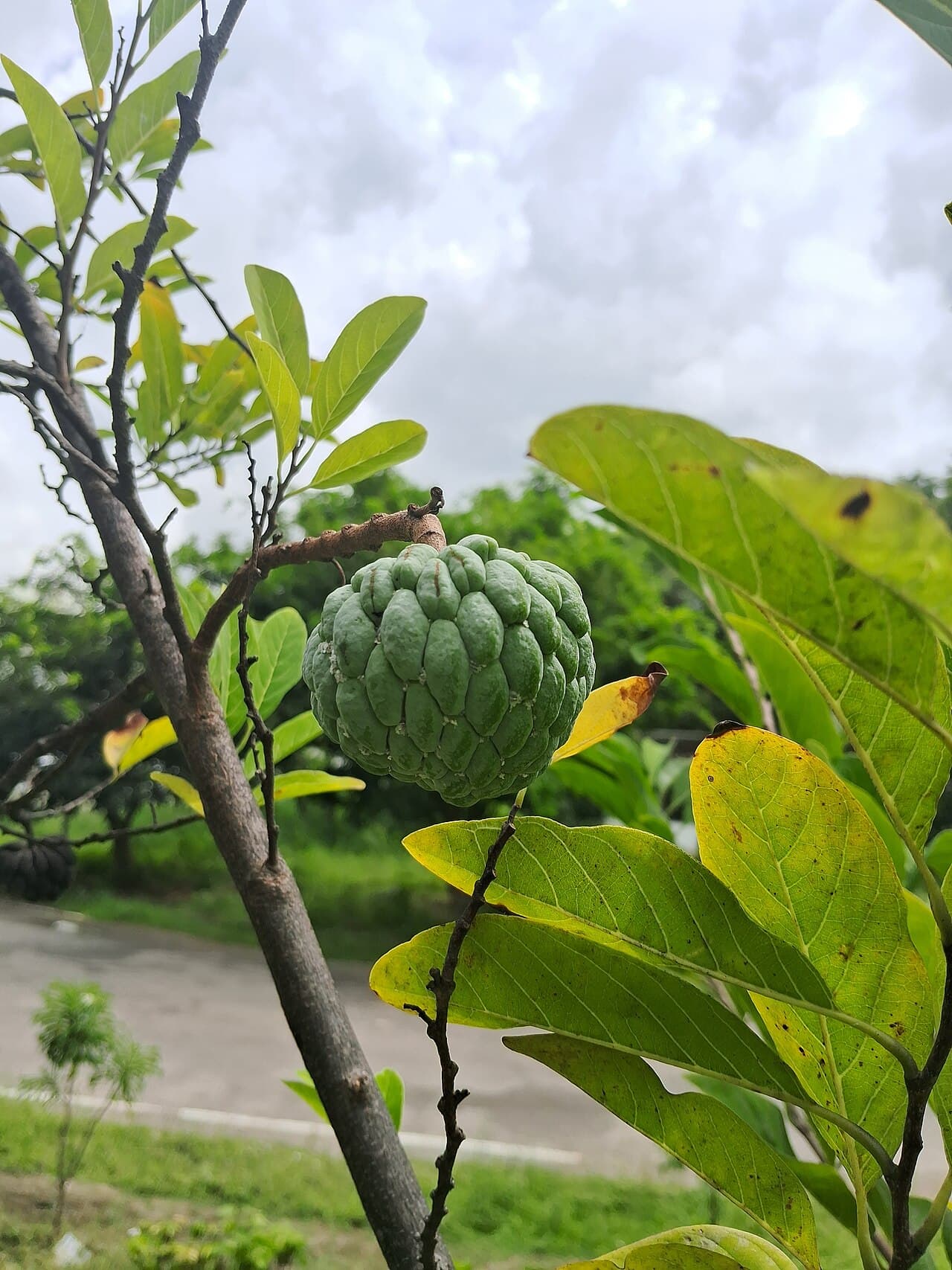 A custard apple ripening on the branch