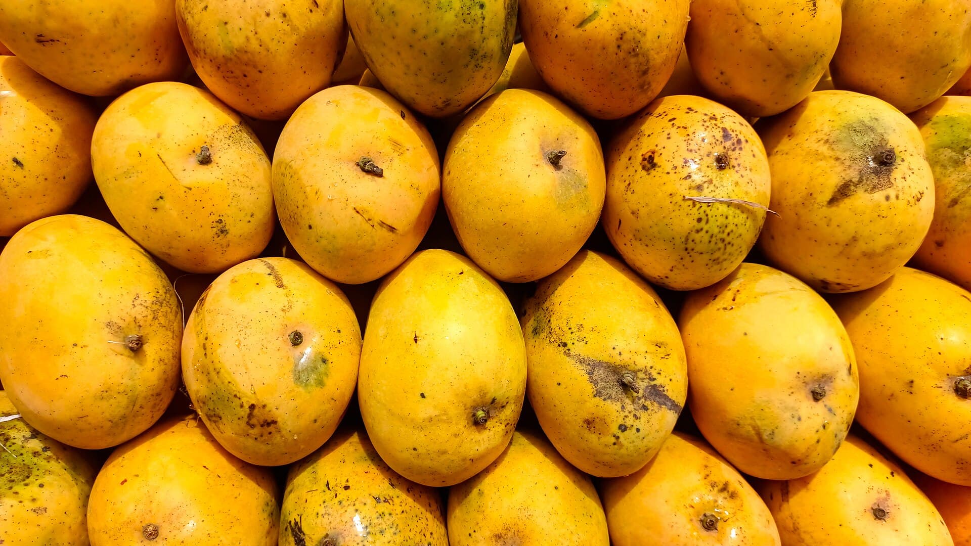 Ripe yellow mangoes stacked in rows at a market